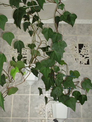 Крестовник на кухне