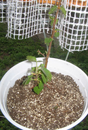 Береза обыкновенная