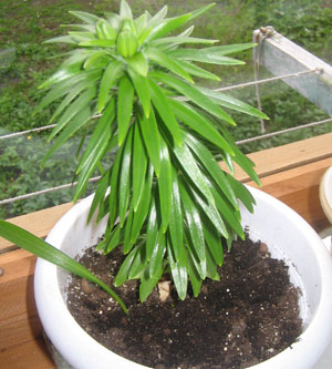 Комнатная лилия всего 20см