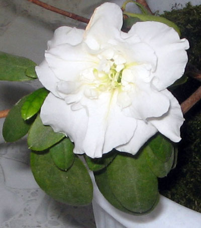 Белая азалия