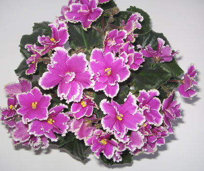 "Виктория Валентайн"