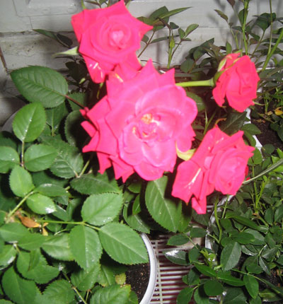 Розы цветут