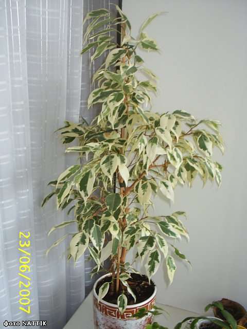 Ficus benjamina "Starlight"