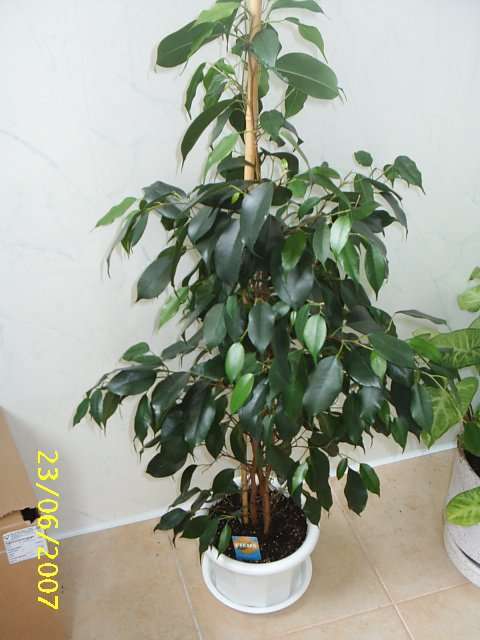 Ficus benjamina "Danielle"