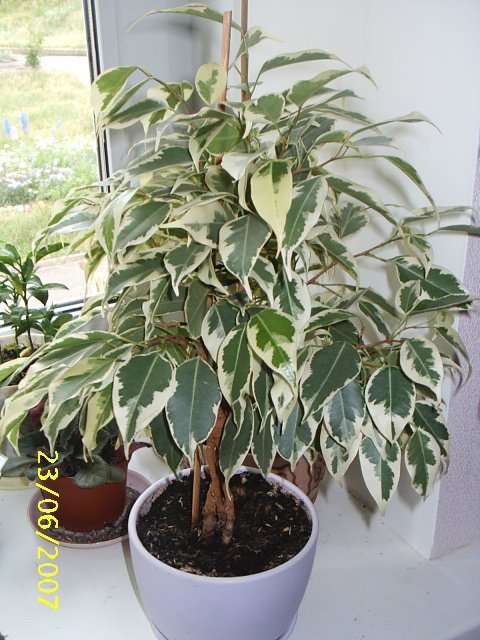 Ficus benjamina "Starlight" дитёныш