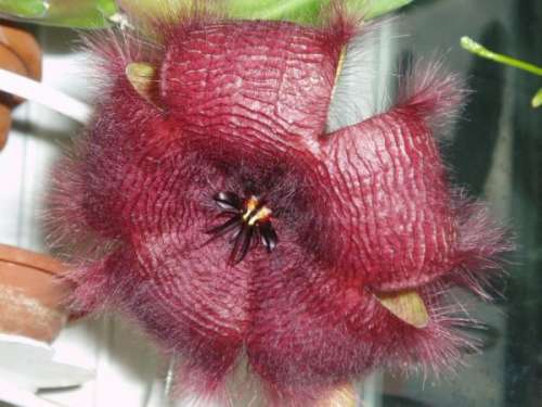 Стапелия-очень крупный план  крупного цветка