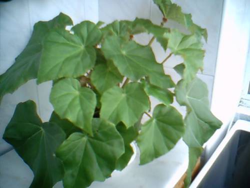 Rhizomatous Begonia