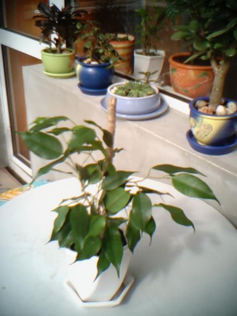 Ficus Bendjamina