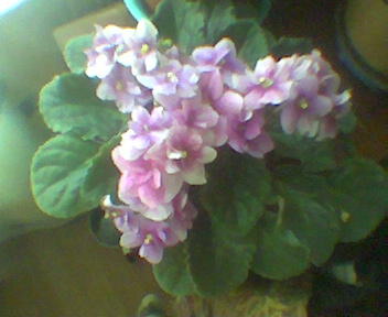 Фиалка, цветение 2004