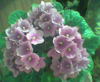 Фиалка, цветение 2005