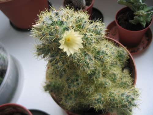 Mammillaria prolifera f. cristata