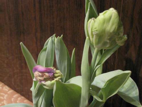 Попугайные тюльпаны
