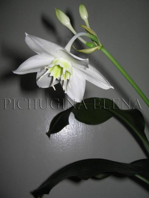 Цветение Eucharis grandiflora Planch