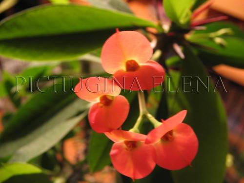 Цветение Euphorbia milii