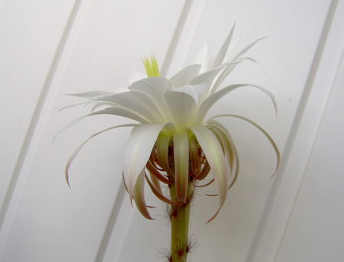 Echinopsis eyresii