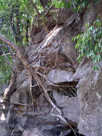 Ficus sp.1