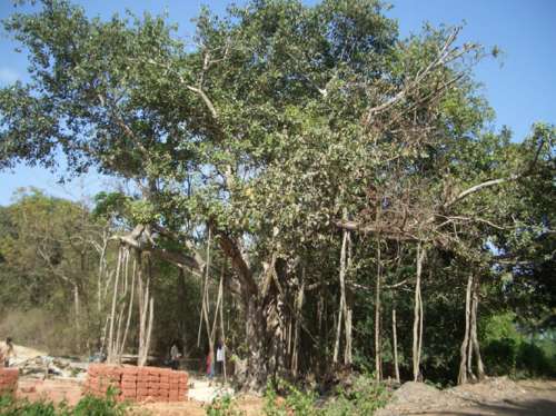 Ficus ssp. Banjan