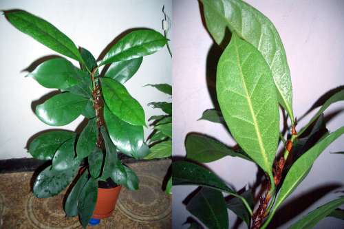 Ficus cyathistipula - Фикус причастниковолистны