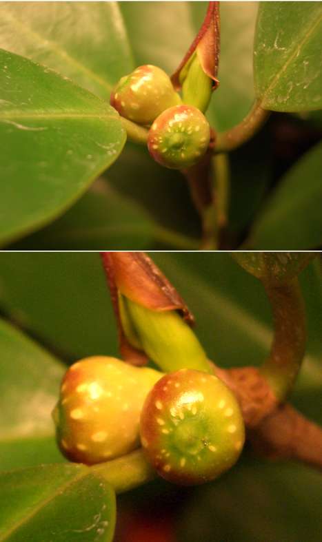 Ficus  taiwaniana - Flowering -