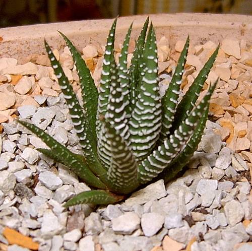 Haworthia (алое)