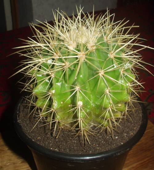 эхинокактус грузони Echinocactus grusonii 2005