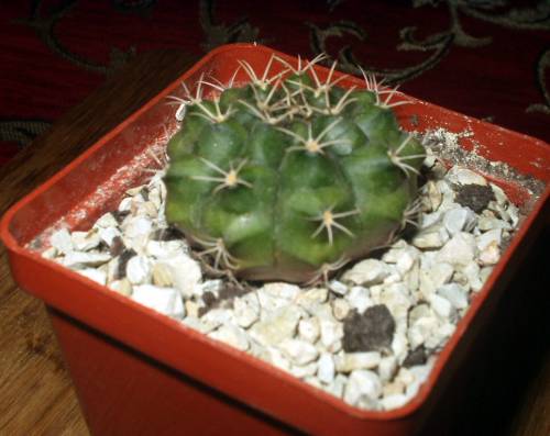 гимнокалициум (Gymnocalicium anintsii ssp. dams