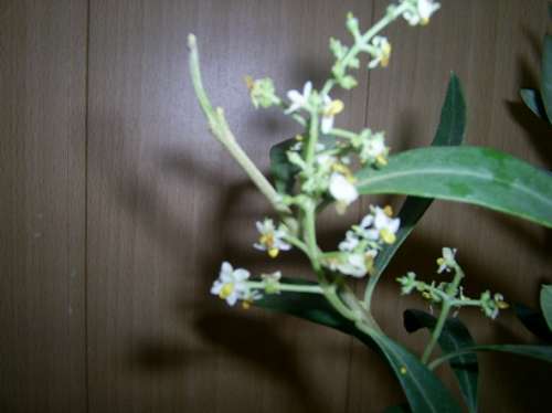 маслина цветет