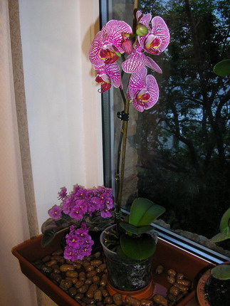 Phalenopsis