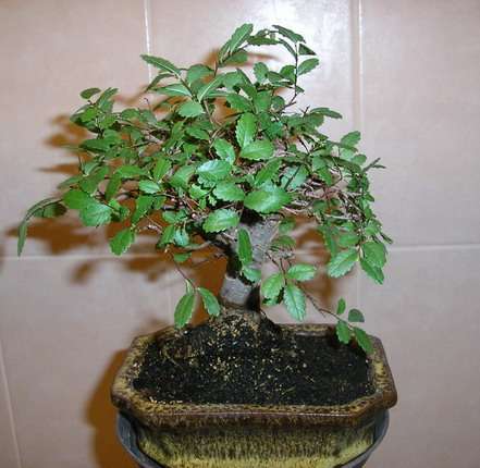 Bonsai Ulmus parvifolia