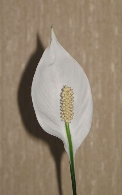цветок Спатифиллума