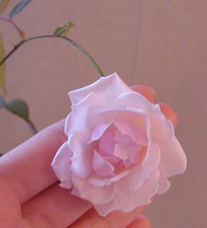 Цветочек Розы