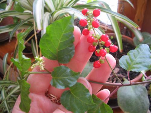 Ривина Низкая (Rivina humilis (Pigeonberry))